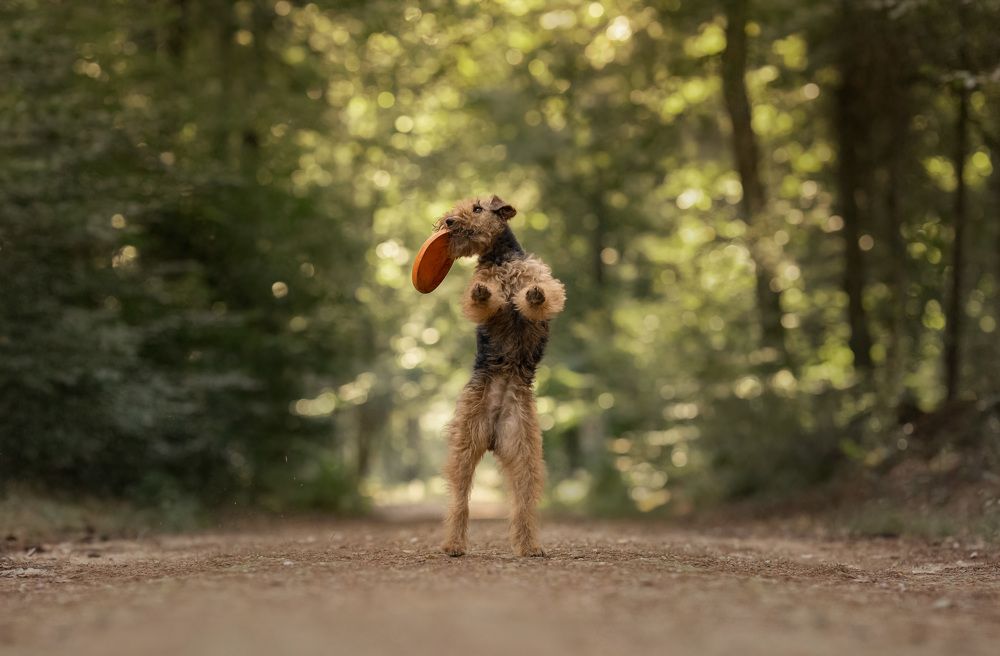 Photograph by Yong Lei van Barlingen