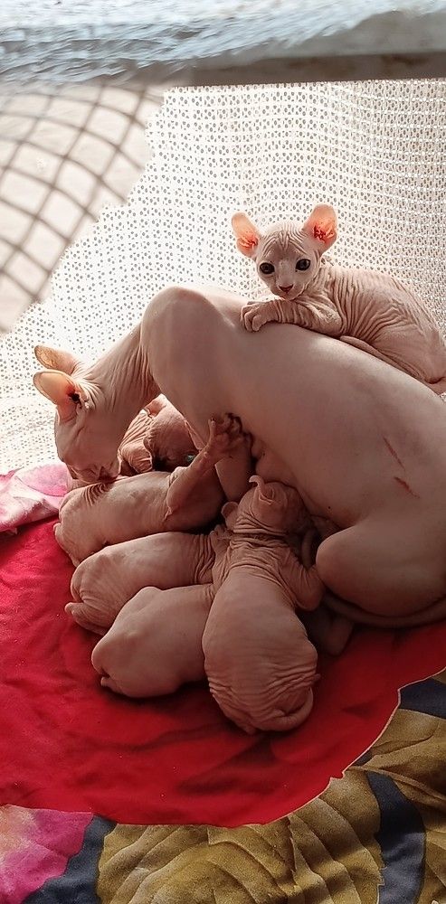 Фотография автора Галина Бывшева