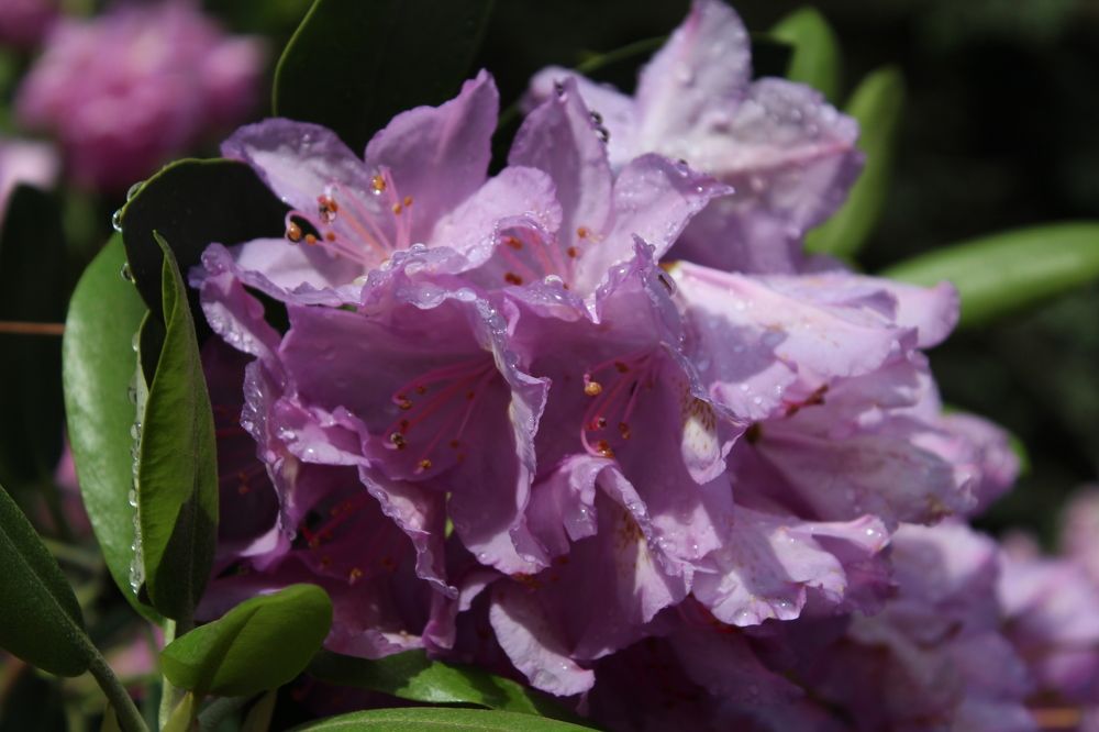 Фотография автора Natalia Khodina