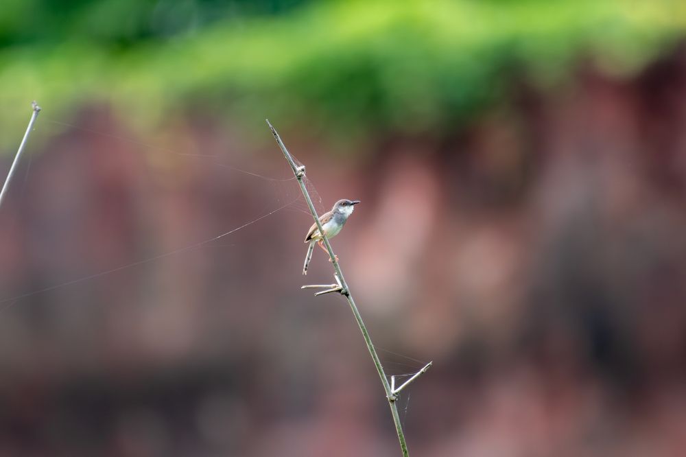 Photograph by PassionFoto by Sukhen Bandyopadhyay