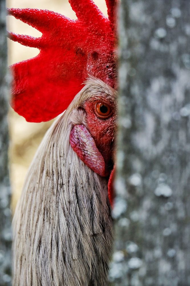 Петух-победитель