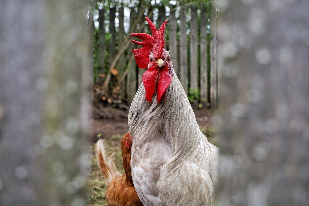 Петух-победитель