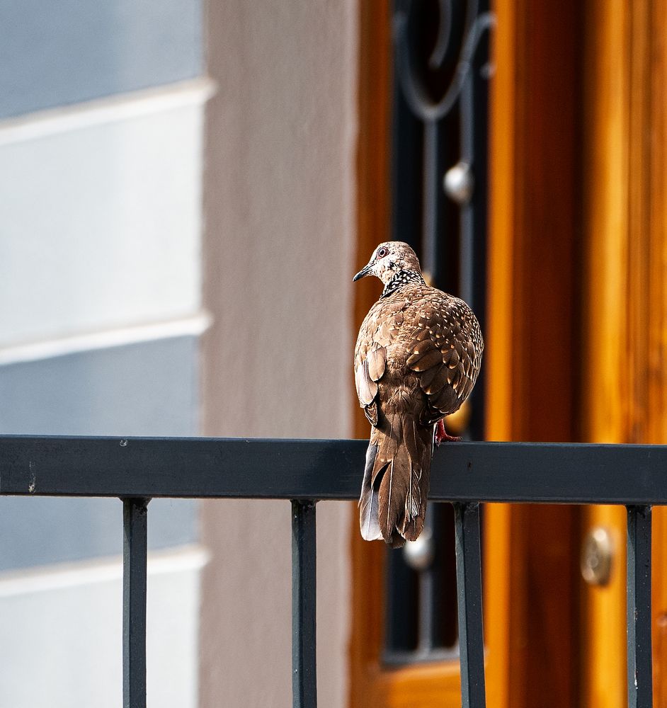The dove in balcony