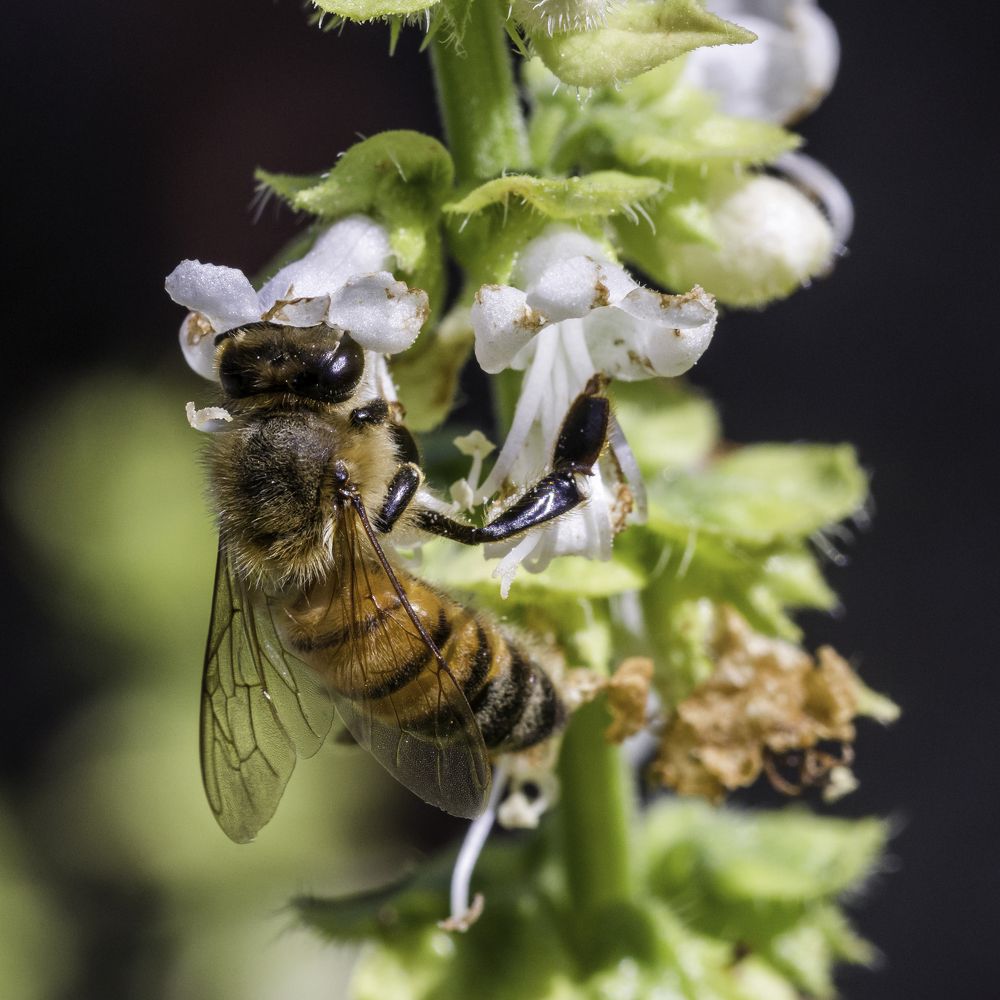 Photograph by Borsan Claudiu Valentin