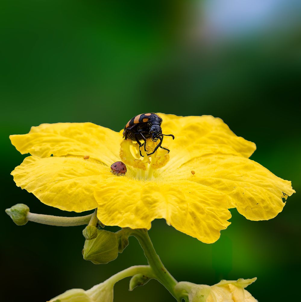 Photograph by PassionFoto by Sukhen Bandyopadhyay