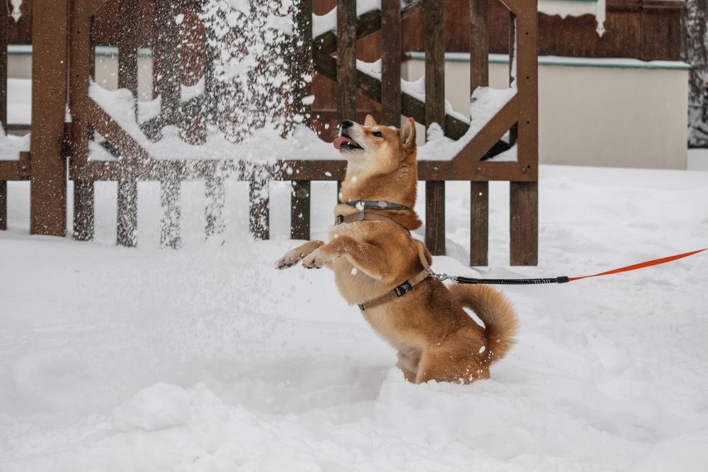 Photograph by Анастасия Григорян