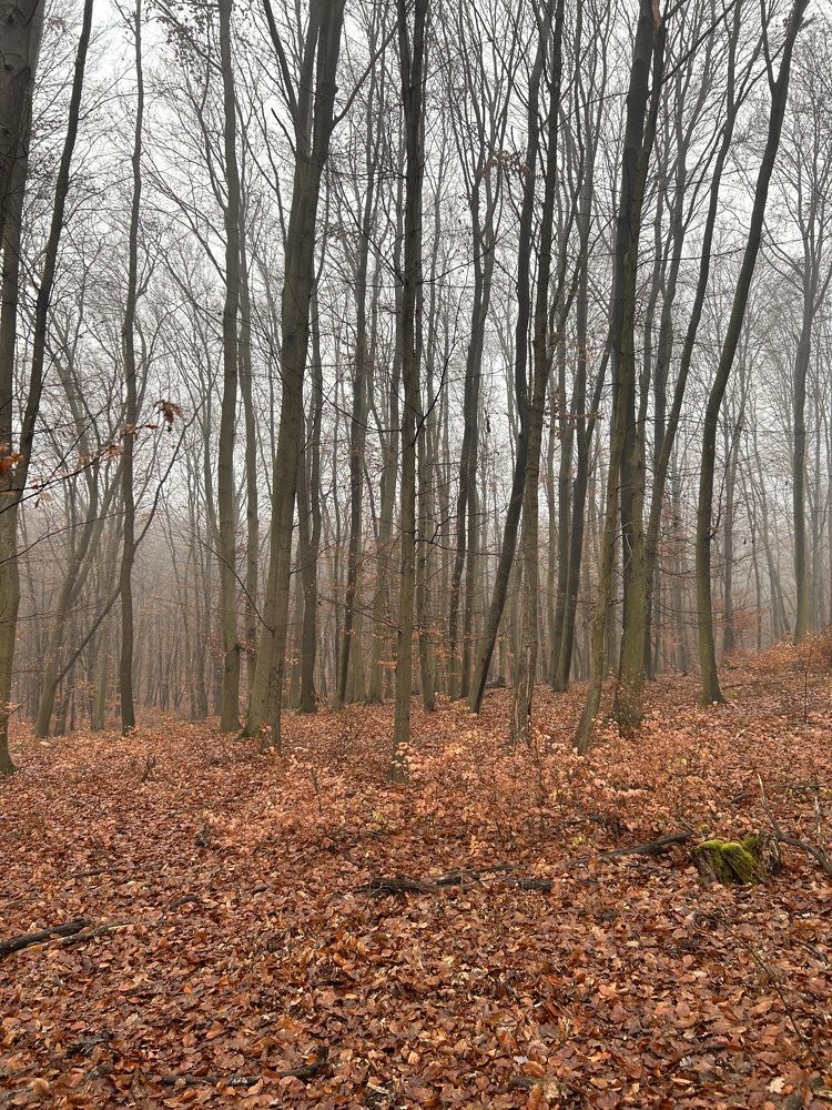 Фотография автора Füleki Elvira