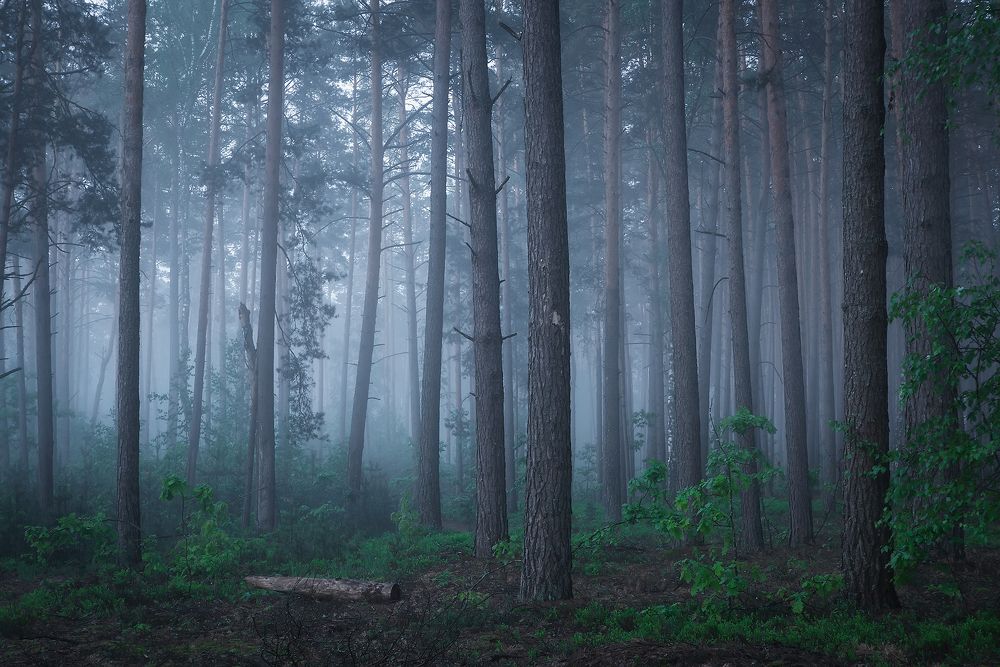 В лесной глуши