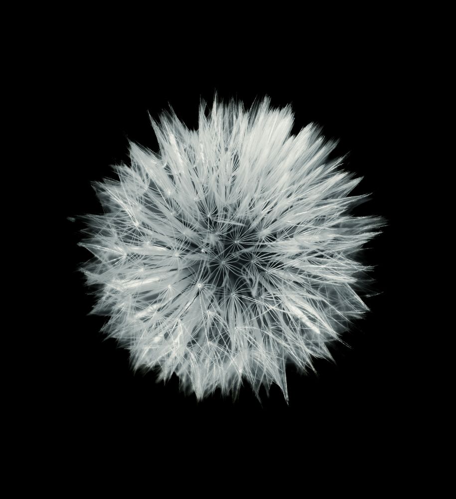 Photograph by Rumi S. Yada