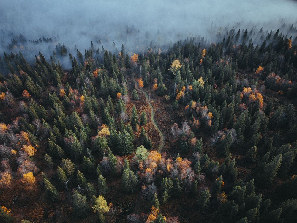Тропа в осень