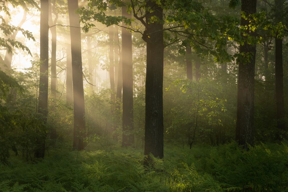 Утренний свет в лесу