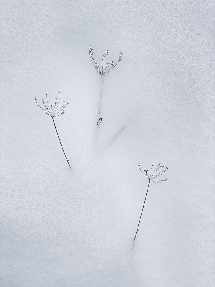 Фотография автора ГУЗАЛИЯ ГАНИЕВА
