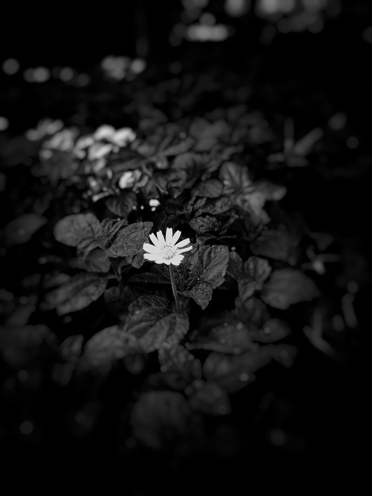 Фотография автора Lubna shaikh