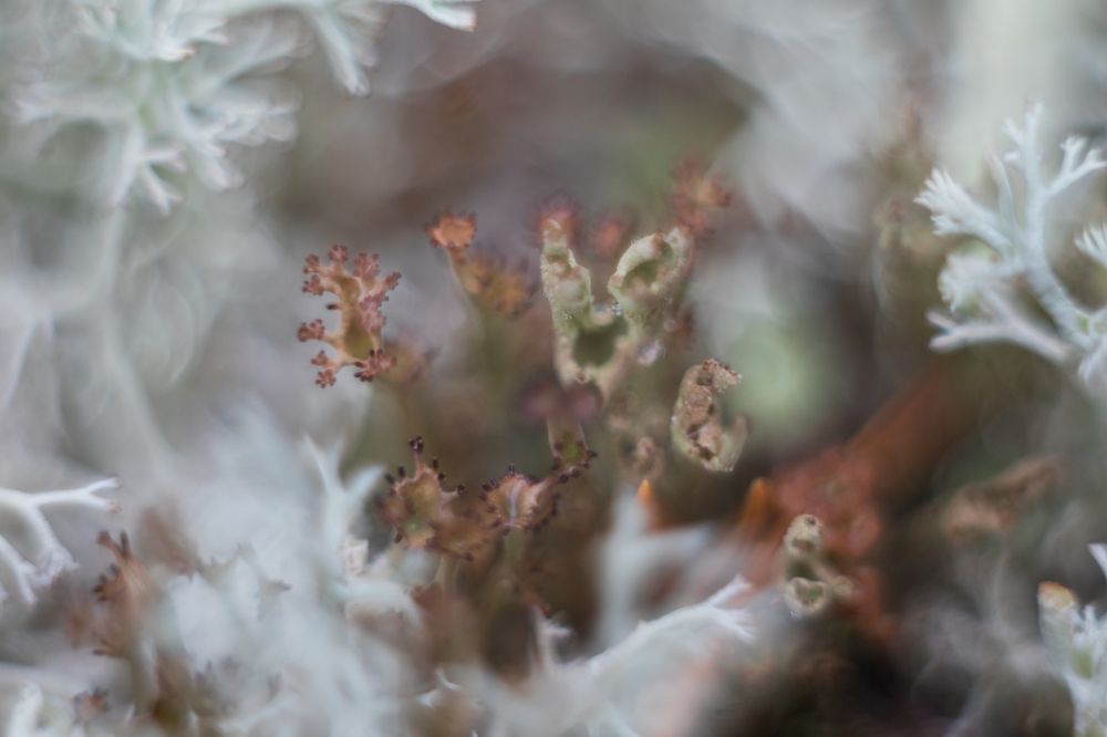 Photograph by Анастасия Григорян