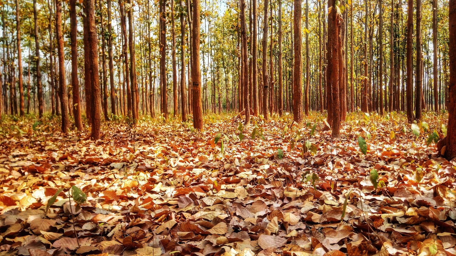 The fallen leaves of Autumn