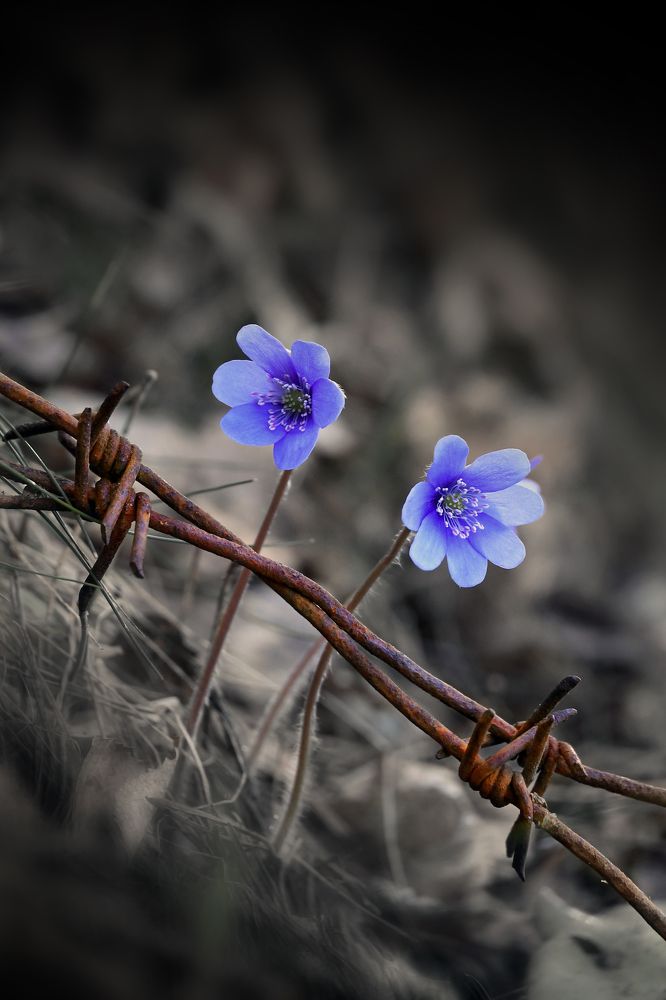 Photograph by Евгения Земскова