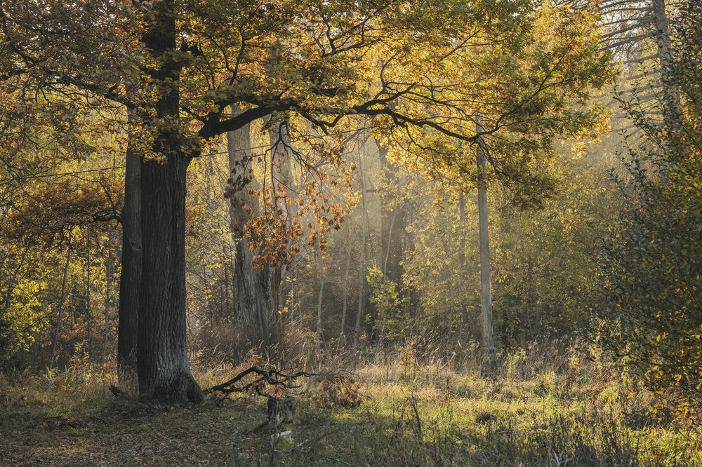 Photograph by Ольга Воронова
