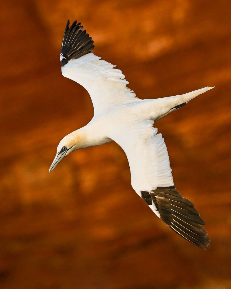 Human-caused threats to birds