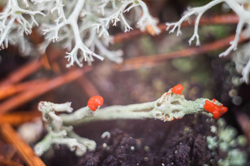 Photograph by Анастасия Григорян