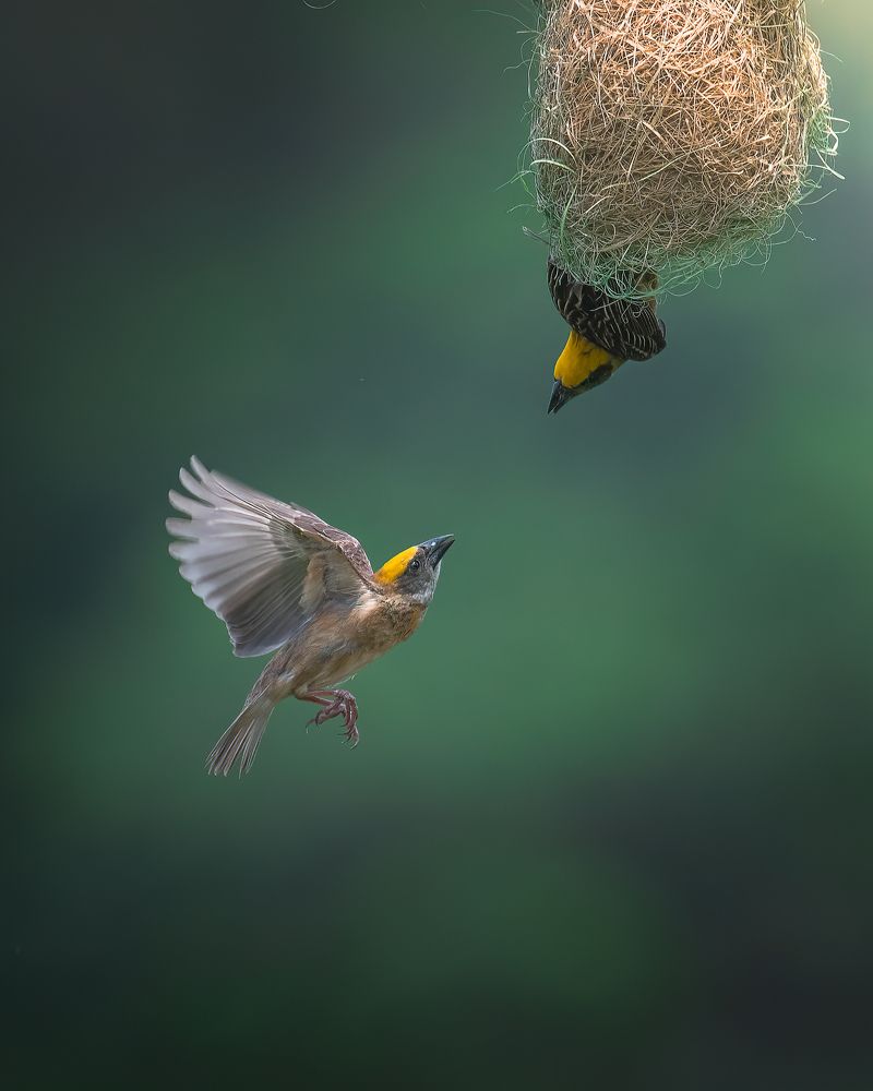 Photograph by Agnibho Saha