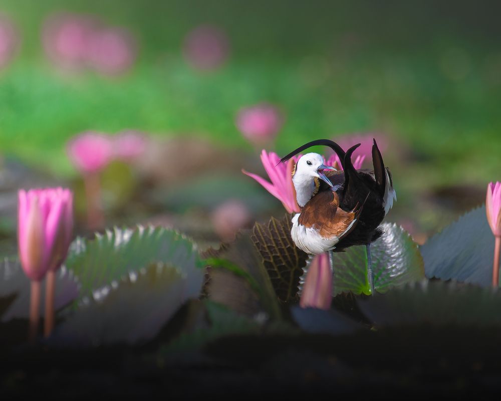 Photograph by Agnibho Saha