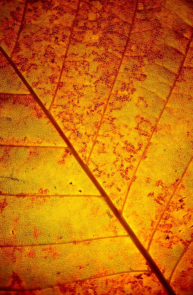 Photograph by Елена Брыкова