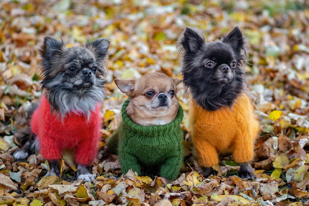 Photograph by Максим Кукурунд