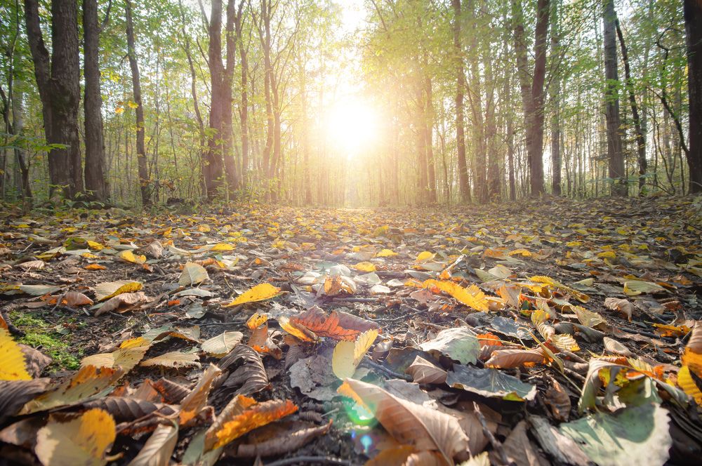 Photograph by Максим Кукурунд