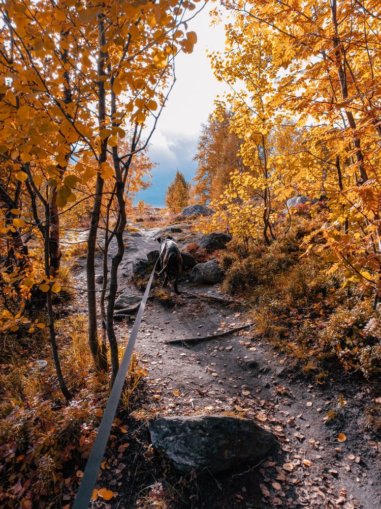 В глубь осеннего леса.