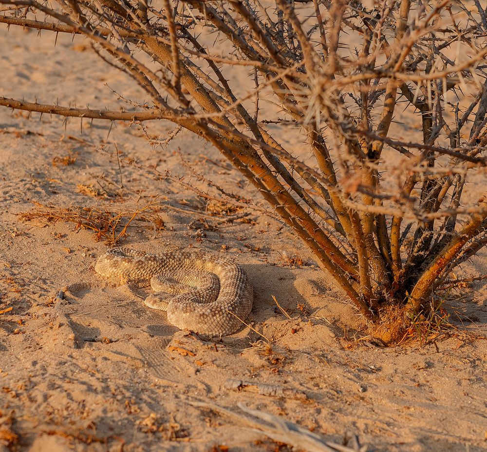 Arabian Horned Viper (Cerastes gasperettii)