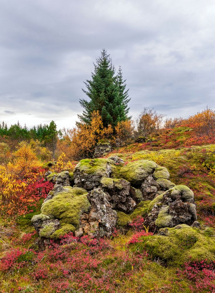 Photograph by Piotr Mickevic