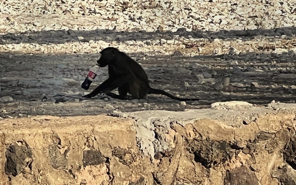 A chimpace catches a Coca-Cola