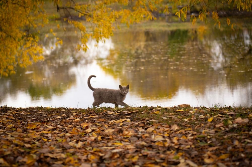 Фотография автора Светлана Зимина