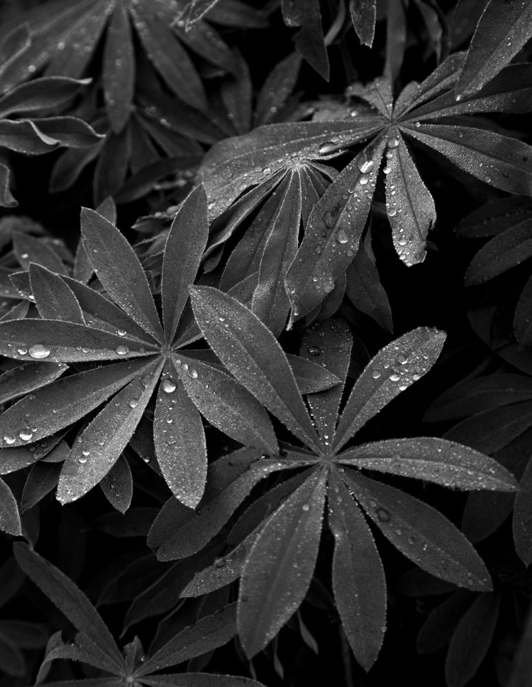 Photograph by Евгения Булычёва
