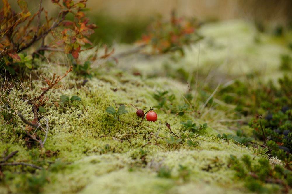 Photograph by Евгения Булычёва