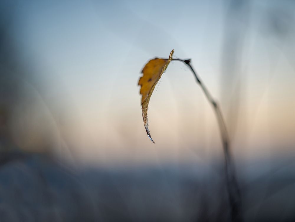 Фотография автора NIKOLAY KALININ