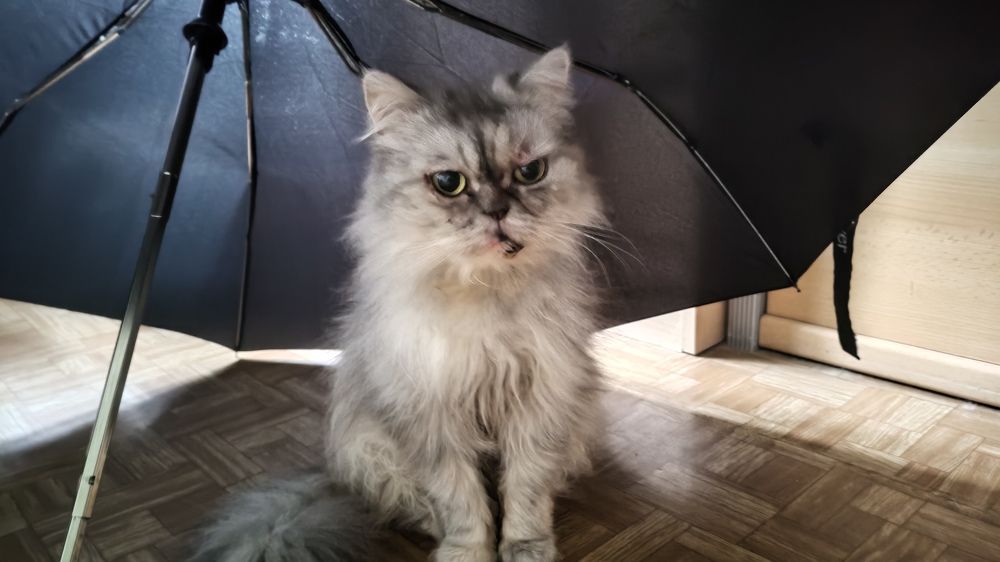 Photo #9716858