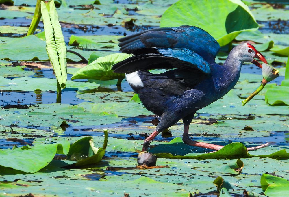 Photograph by  mohsenzadeh