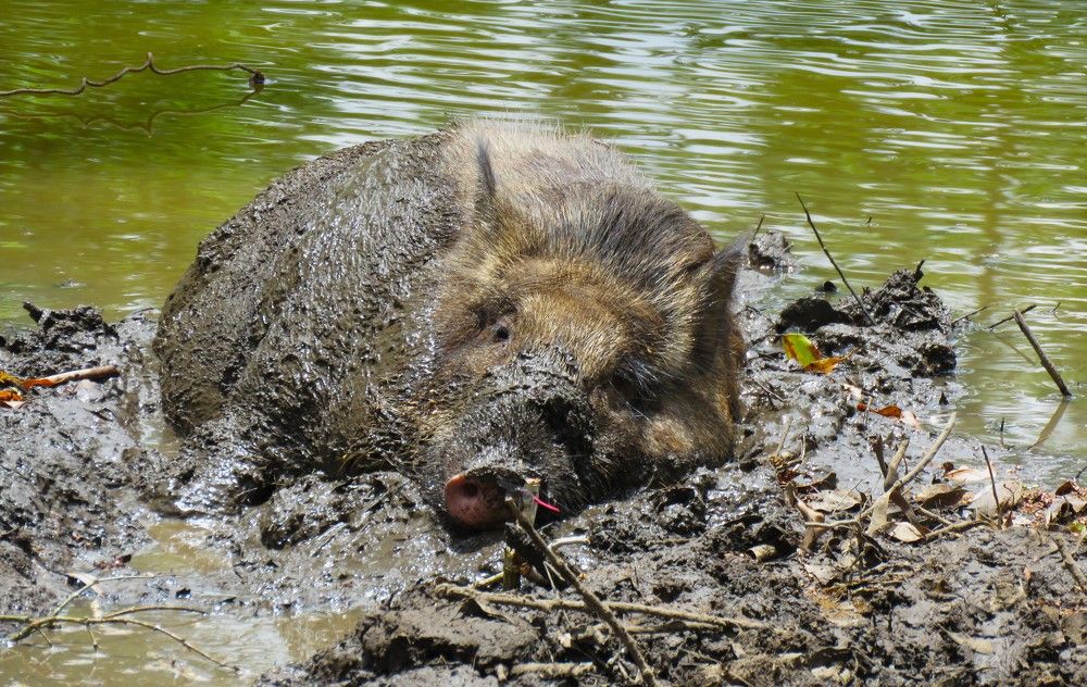 Mud-clad wild boar curiously looks on
