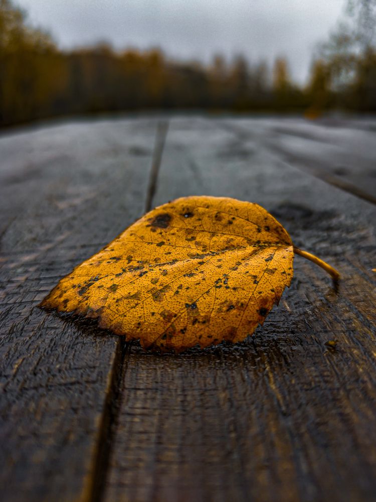 Фотография автора Александр Хухлов