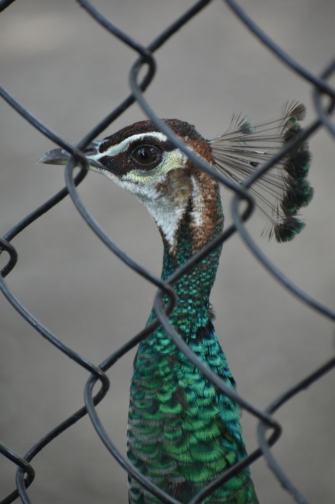 Photograph by Ravi Kumar