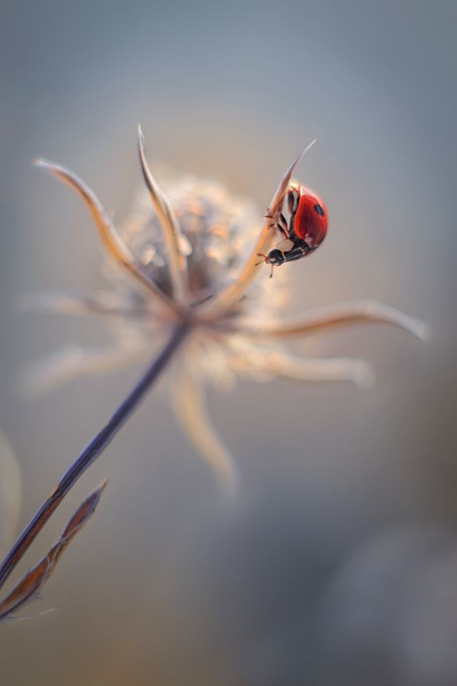 Photograph by Воинкова Ирина