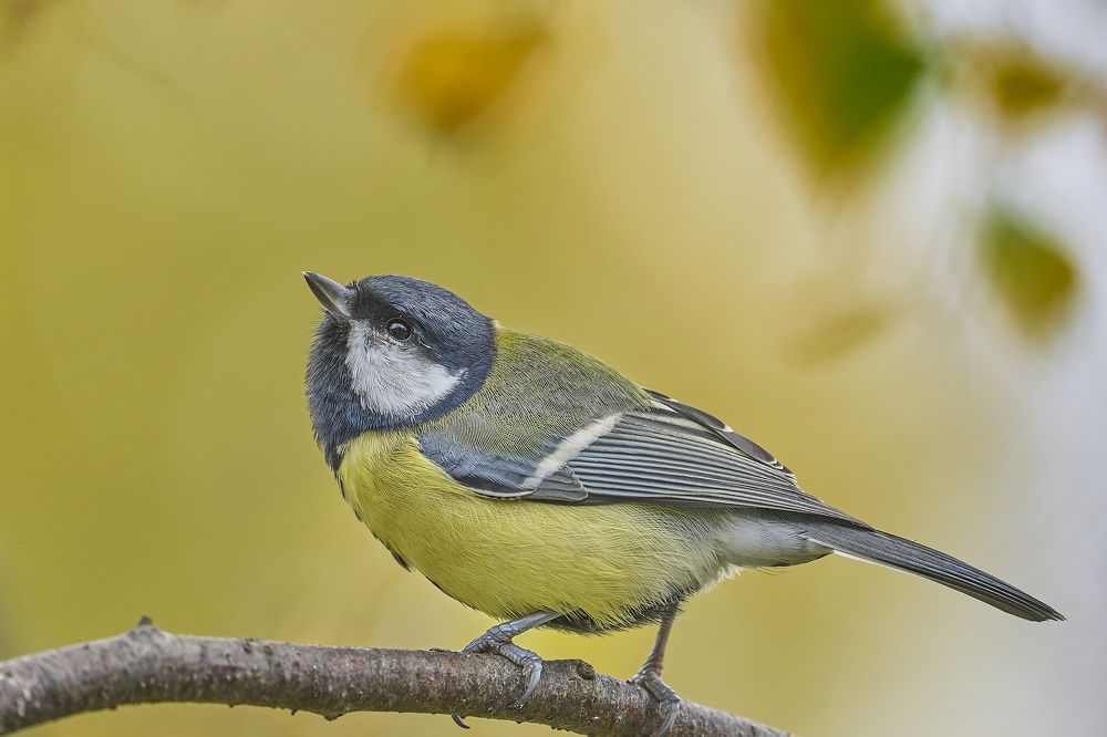 Photograph by Puum Mati