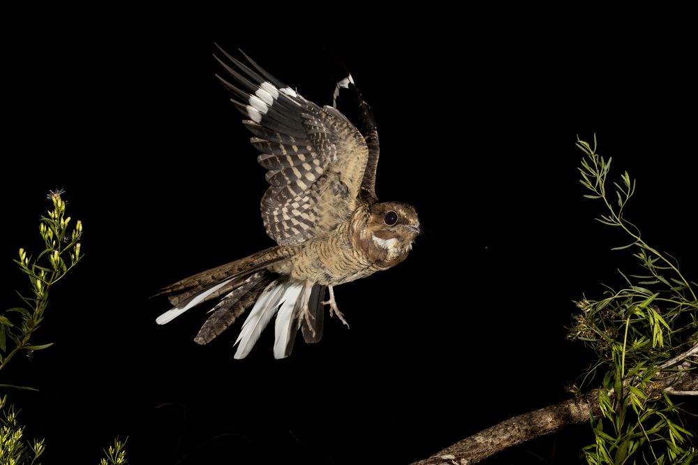 Photograph by Esteban Argerich