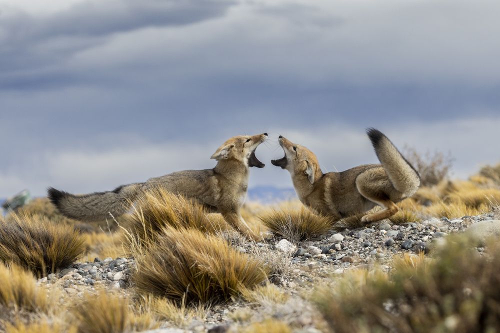 Photograph by Esteban Argerich