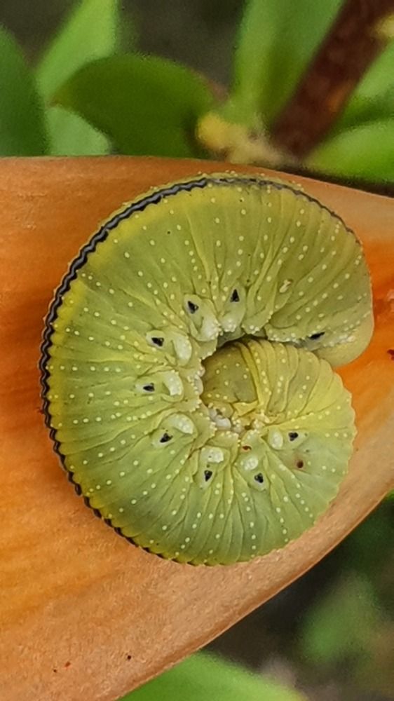 Photograph by Виктория Образцова