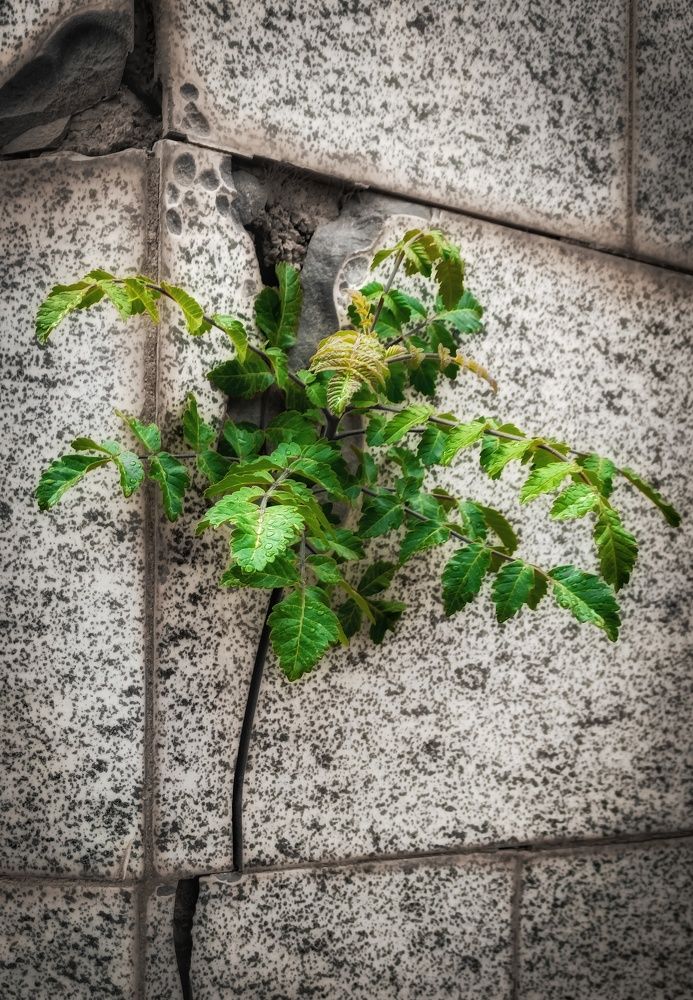 Photograph by Hamid espanani