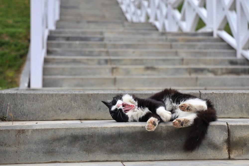 Фотография автора Колосова Елена