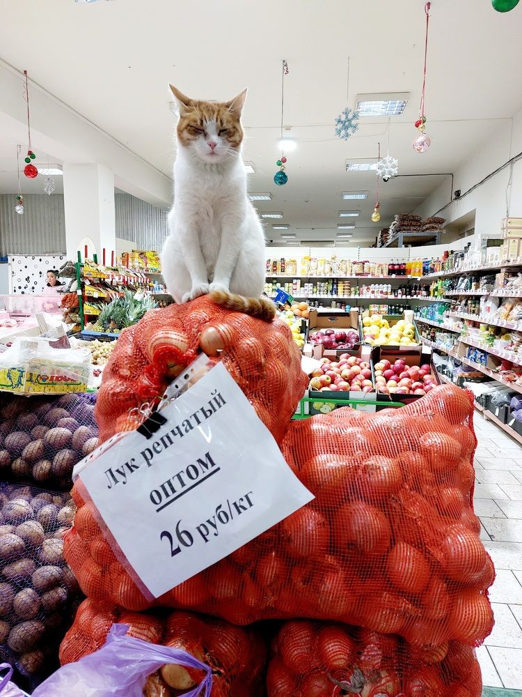 Фотография автора Колосова Елена