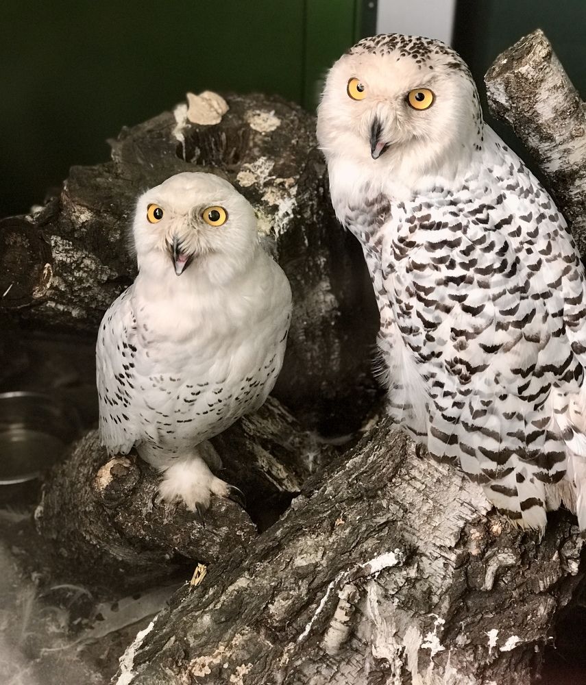 Полярные совы